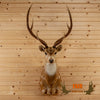 axis deer taxidermy mount for sale