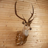Axis Deer Taxidermy Shoulder Mount for Sale DD1949