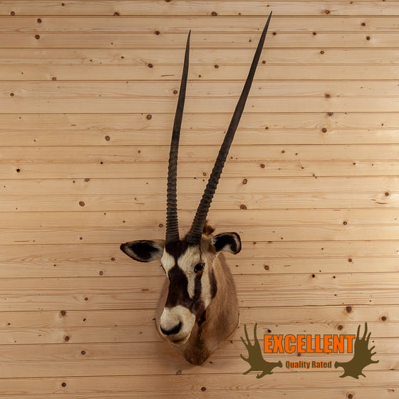 African oryx gemsbok bull taxidermy shoulder mount for sale