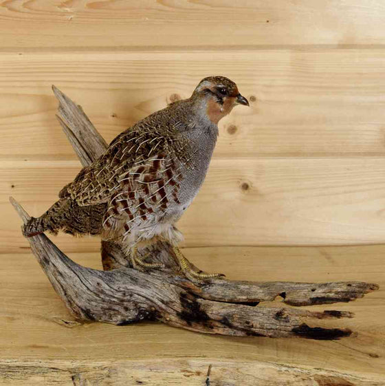 Hungarian Partridge Taxidermy