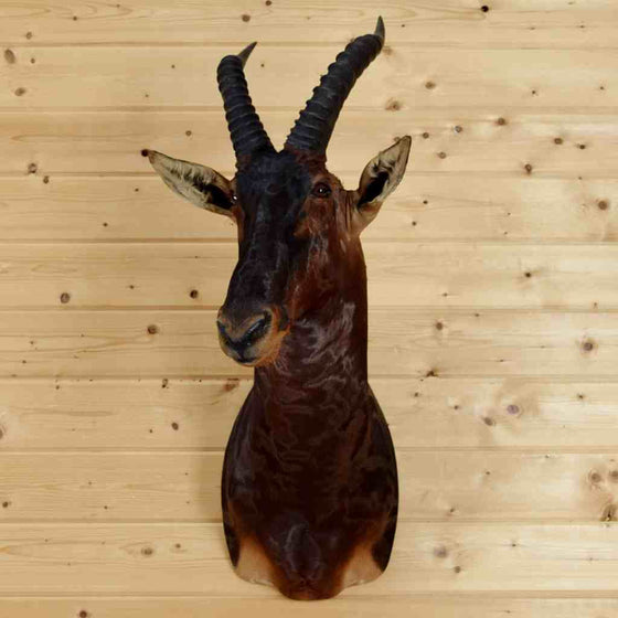 Topi taxidermy mount