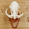 African Warthog European Skull Mount for Sale
