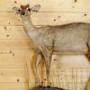 Taxidermy for Sale