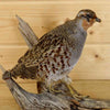 Partridge Taxidermy Mounts - Hungarian
