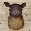 African Warthog Taxidermy Mount for Sale