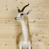 Goitered Gazelle Taxidermy Mount for Sale