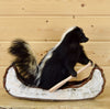 Taxidermy for Sale - Skunk