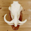 Warthog Skull Euro Mount for Sale