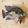 Mounted Tilapia for Sale