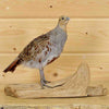 mounted birds for sale