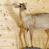 Taxidermy Trophies for Sale