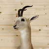 Half Body Mount for Sale - Tibetan Gazelle