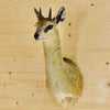 African Dwarf Antelope Taxidermy for Sale