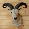 Tur Taxidermy Mounts for Sale