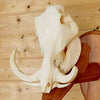 Warthog Trophy Skull for Sale