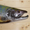 Taxidermied Fish for Sale