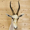 African Antelope Hunting Trophy for Sale - White Blesbok