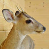 Full Body Animal Mounts for Sale - Brocket Deer