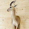 Goa Gazelle Half Body Mount - Safariworks Taxidermy Sales
