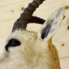 Hillier Goitered Gazelle Taxidermy Mount