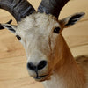 East Caucasian Tur Taxidermy for Sale