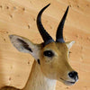 African Antelope Hunting Trophy for Sale - Reedbuck