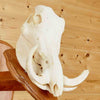 Warthog European Skull Mount