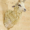 Sheep Taxidermy Mount for Sale