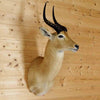 African Antelope Hunting Trophy for Sale - Puku