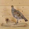 mounted partridges for sale