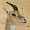 Goa Gazelle Taxidermy Mount for Sale