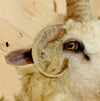 Exotic Sheep Taxidermy for Sale