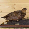 Ptarmigan in Fall plumage