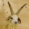 Mounted Jacob's Four Horned Sheep for Sale