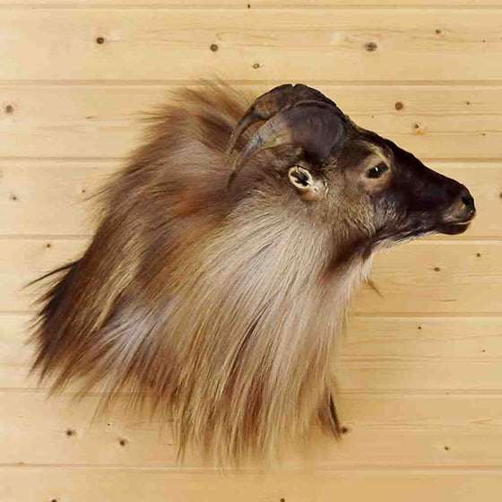 New Zealand Tahr Taxidermy mount for sale