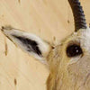 Tibetan Gazelle Taxidermy Mount - Half Body