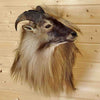 Tahr taxidermy mount for sale