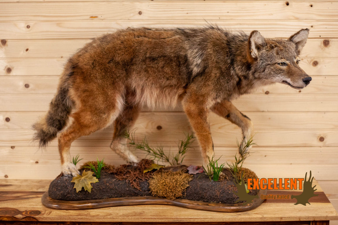 Howling Coyote taxidermy mount for sale SKU 2091 - All Taxidermy