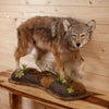 Excellent Coyote Full Body Lifesize Taxidermy Mount DW0003