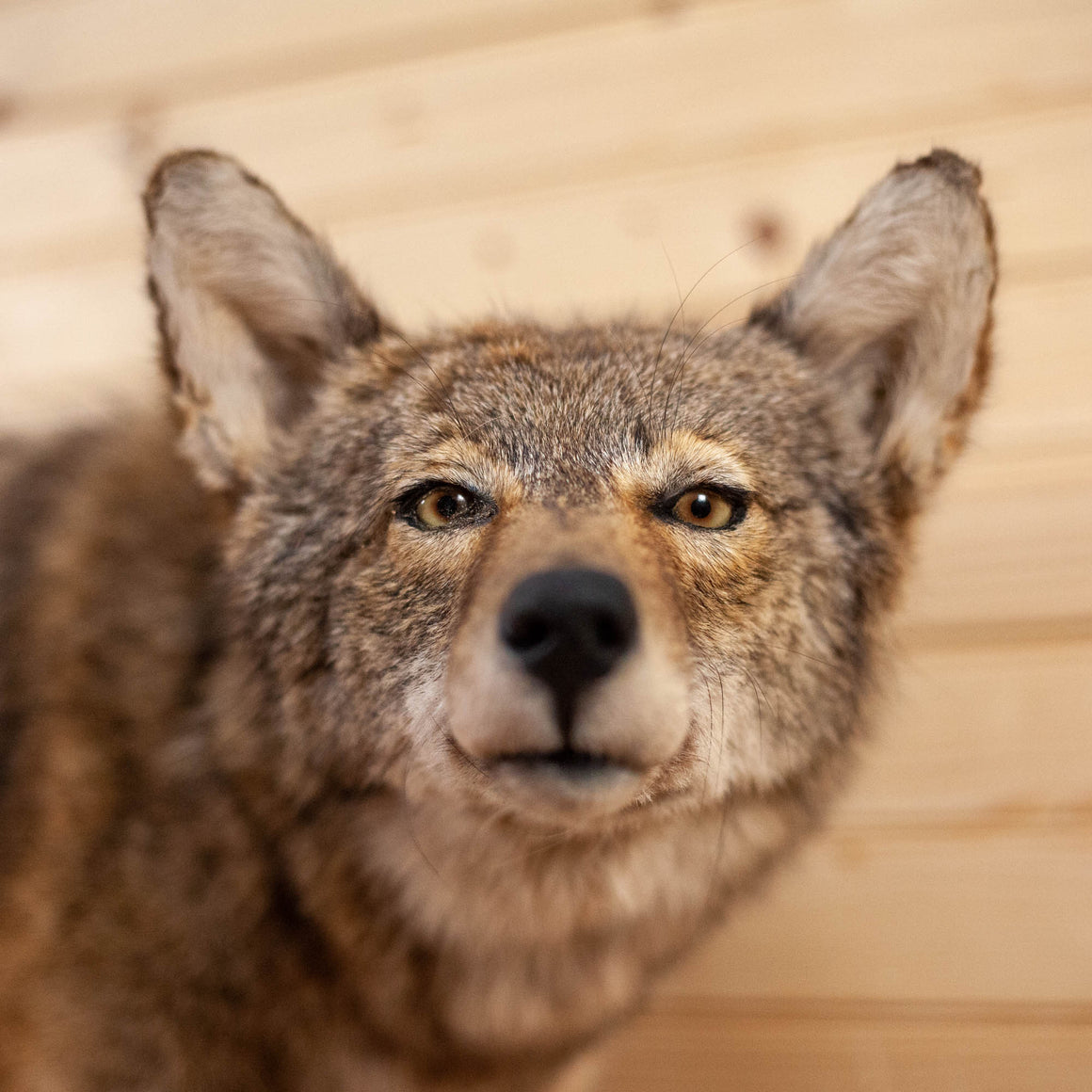Coyote Life-Size Mount For Sale #25820 - The Taxidermy Store