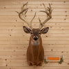 whitetail deer buck taxidermy shoulder mount for sale