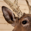 Premier Monster 18 Point Whitetail Buck Deer Taxidermy Shoulder Mount DW0005