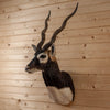 Premier Blackbuck Antelope Shoulder Mount DW0006