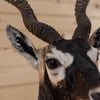 Premier Blackbuck Antelope Shoulder Mount DW0006