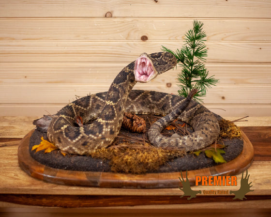 western diamondback rattlesnake full body lifesize taxidermy mount for sale