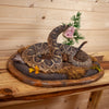 Premier Western Diamondback Rattlesnake Full Body Taxidermy Mount DW0009