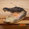 alligator head taxidermy mount for sale
