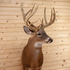 Premier 10X5 239" Whitetail Buck Deer Taxidermy Shoulder Mount DW0018