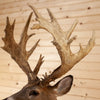 Premier Palmated 192 7/8" Whitetail Buck Deer Taxidermy Shoulder Mount DW0019