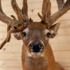 Premier Palmated 225 2/8" Whitetail Buck Deer in Velvet Taxidermy Shoulder Mount DW0020